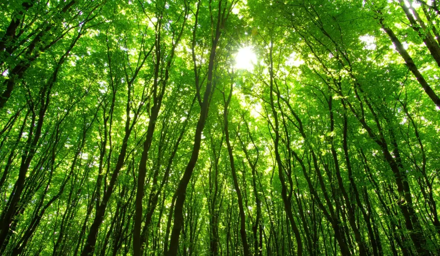 Forest Breathing
